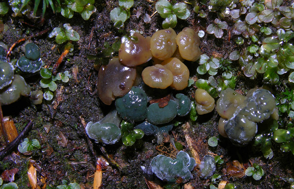 Leotia lubrica(Scopoli)Persoon-Coryne atrovirens (Pers.) Sa